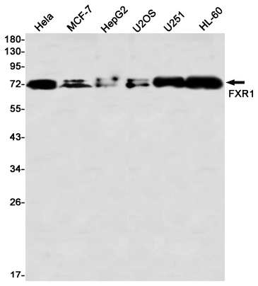FXR1 Rabbit mAb